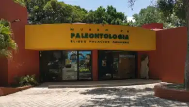 museo de paleontología de chiapas, un viaje de 300 millones de años por la historia natural del estado