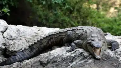 por primera vez en méxico llegan a chiapas tres cocodrilos australianos