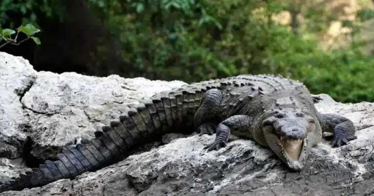 por primera vez en méxico llegan a chiapas tres cocodrilos australianos
