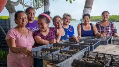 productores de chiapas podrán acceder a apoyos de hasta 90 mil pesos para fortalecer la acuacultura