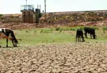 sequía amenaza hasta 40 de cultivos de maíz en la frailesca de chiapas