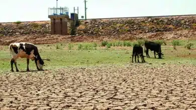 sequía amenaza hasta 40 de cultivos de maíz en la frailesca de chiapas