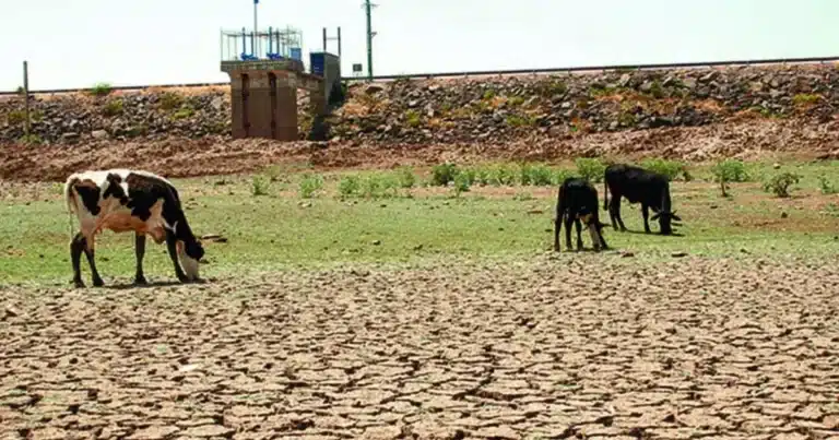 sequía amenaza hasta 40 de cultivos de maíz en la frailesca de chiapas
