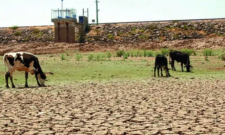 sequía amenaza hasta 40 de cultivos de maíz en la frailesca de chiapas