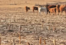 sequía deja al borde de la quiebra a 10 mil campesinos en chiapas exigen declarar desastre