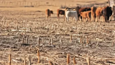 sequía deja al borde de la quiebra a 10 mil campesinos en chiapas exigen declarar desastre