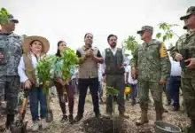 siembra chiapas más de un millón de árboles