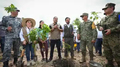 siembra chiapas más de un millón de árboles