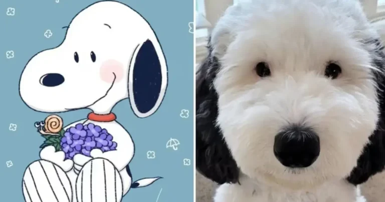 bayley, la perrita que parece un snoopy de la vida real y conquistó las redes