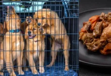 corea del sur pone fin a la venta de carne de perro y al tradicional boshintang