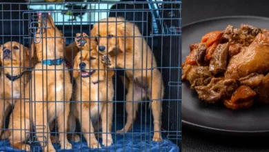 corea del sur pone fin a la venta de carne de perro y al tradicional boshintang