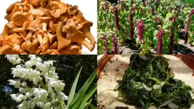 Hongos, quelites y flores la revolución de la recolección gourmet (Foto DGCS UNAM, fungogourmet, México Desconocido, Animal Gourmet)