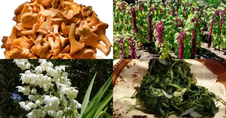 Hongos, quelites y flores la revolución de la recolección gourmet (Foto DGCS UNAM, fungogourmet, México Desconocido, Animal Gourmet)