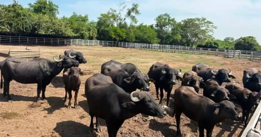Más de 130 animales fueron identificados por Profepa en Tamaulipas