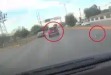 piden justicia por maltrato animal, avientan de un vehículo en movimiento a un gato