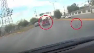piden justicia por maltrato animal, avientan de un vehículo en movimiento a un gato