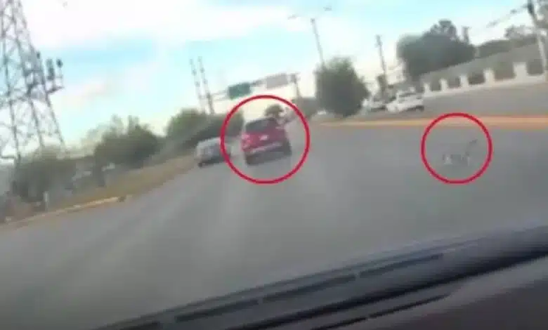 piden justicia por maltrato animal, avientan de un vehículo en movimiento a un gato