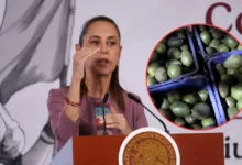 sheinbaum busca reactivar exportaciones de aguacate con reunión entre méxico y estados unidos