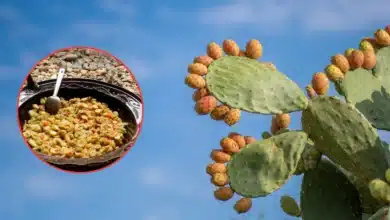 viejitas de guanajuato el platillo tradicional de pénjamo que transforma tunas secas en un guisado