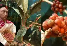 chiapas busca posicionarse con la primera edición del chiapas coffee summit 2026