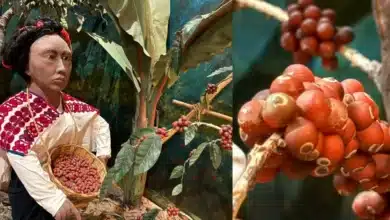 chiapas busca posicionarse con la primera edición del chiapas coffee summit 2026