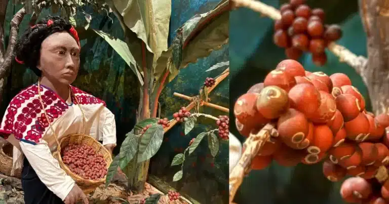 chiapas busca posicionarse con la primera edición del chiapas coffee summit 2026