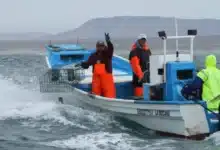 Chiapas entra en temporada de aprovechamiento de ostión de roca