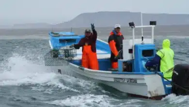 Chiapas entra en temporada de aprovechamiento de ostión de roca