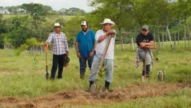 Chiapas recibe beneficios de los Programas del Bienestar para el campo (Foto de internet)
