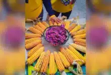 la sequía amenaza las cosechas de maíz en chiapas