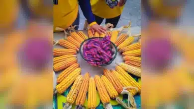 la sequía amenaza las cosechas de maíz en chiapas