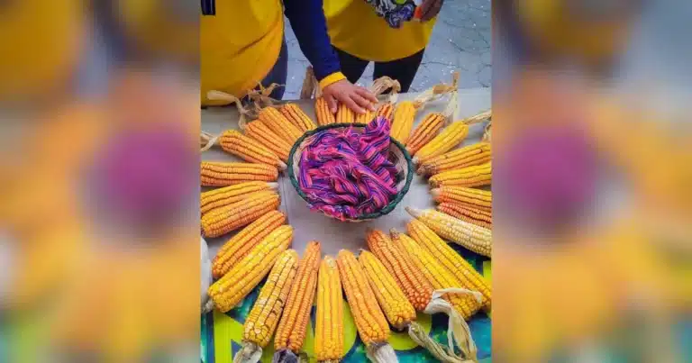 la sequía amenaza las cosechas de maíz en chiapas