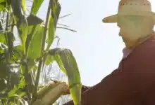miles de productores chiapanecos beneficiados con el programa producción para el bienestar