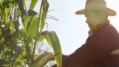 miles de productores chiapanecos beneficiados con el programa producción para el bienestar