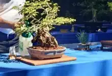 museo regional de chiapas invita a la xviii exposición anual de bonsái y suiseki