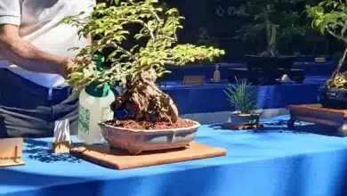 museo regional de chiapas invita a la xviii exposición anual de bonsái y suiseki