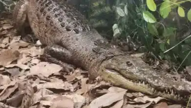 museo del cocodrilo del zoomat una ventana al mundo de los guardianes de los humedales