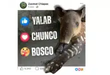 pequeño tapir celebra dos meses de vida y busca nombre con ayuda de la comunidad