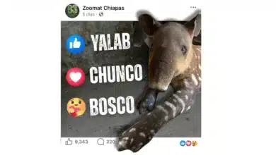 pequeño tapir celebra dos meses de vida y busca nombre con ayuda de la comunidad