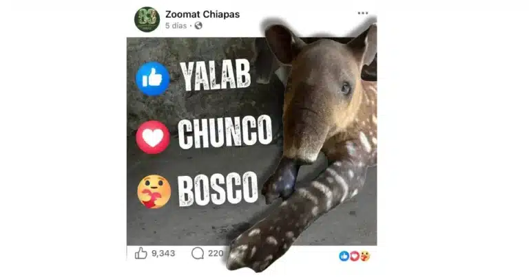 pequeño tapir celebra dos meses de vida y busca nombre con ayuda de la comunidad