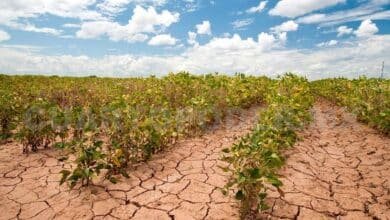 Sequía golpea al campo de Chiapas