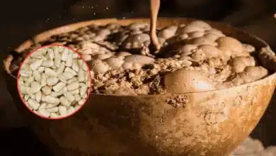 sube el precio del maíz y cae la ganancia de vendedoras de pozol en chiapas