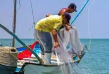 última llamada pescadores chiapanecos de bienpesca deben recoger nueva tarjeta del banco del bienestar