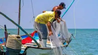 última llamada pescadores chiapanecos de bienpesca deben recoger nueva tarjeta del banco del bienestar