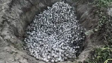 detienen a persona con mil 800 huevos de tortuga