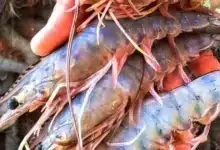 arranca la pesca de camarón en chiapas