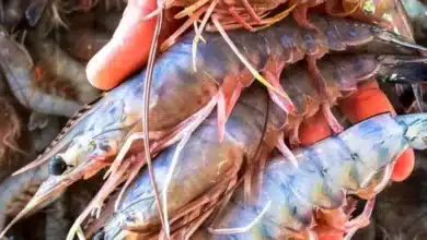 arranca la pesca de camarón en chiapas