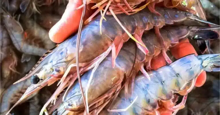 arranca la pesca de camarón en chiapas