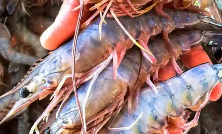 arranca la pesca de camarón en chiapas
