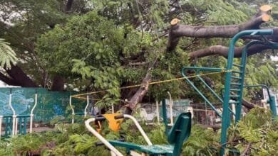 cae árbol y derriba barda de secundaria en tuxtla